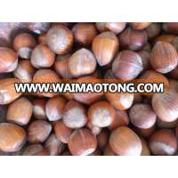 High Grade Raw and Processed Hazelnuts Kernels in shell